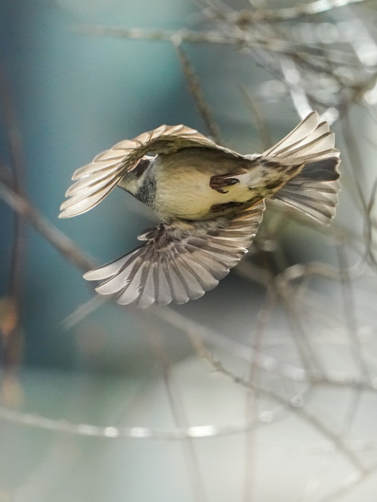 Mer fugler og en hest i sola. Teste Sony 200-600 litt&nbsp;mer